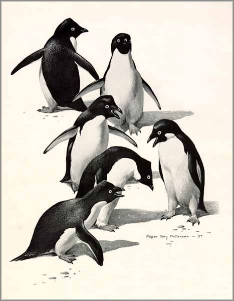 Roger Tory Peterson - Adelie Penguins