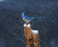 David Grant - Winter Jay