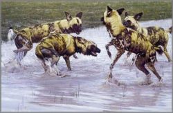 John Banovich - After the Rains