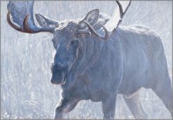 John Banovich - Bull of the Woods