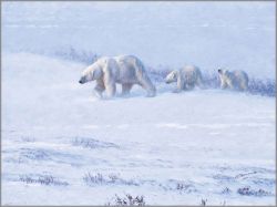 John Banovich - Caution in the Wind