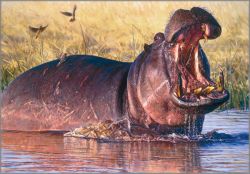 John Banovich - Confrontation