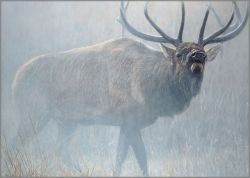 John Banovich - Echoes of Yellowstone