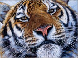 John Banovich - Face to Face