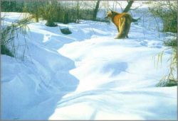 John Banovich - Following the Tracks