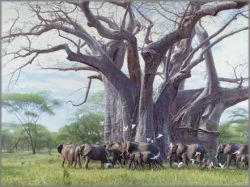 John Banovich - Giant Among Giants