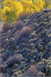 John Banovich - Going for the Gold