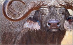 John Banovich - Headdress