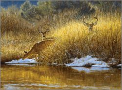 John Banovich - Ladies First