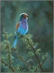 John Banovich - Lilac-Breasted Roller