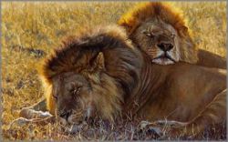 John Banovich - Partners