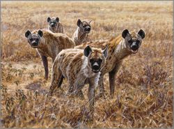 John Banovich - Pirates of the Plains