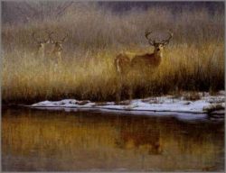 John Banovich - Winter Whitetail