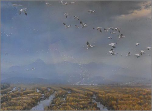 Robert Bateman - Across the Sky - Snow Geese