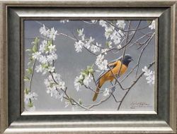 Robert Bateman - Baltimore Oriole and Plum Blossoms Robert Bateman - Baltimore Oriole and Plum Blossoms