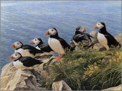 Robert Bateman - Bright Day - Atlantic Puffins