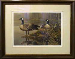 Robert Bateman - Canada Geese - Nesting - framed Robert Bateman - Canada Geese - Nesting - framed
