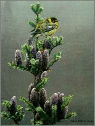 Robert Bateman - Cape May Warbler and Balsam