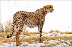 Robert Bateman - Cheetah Profile
