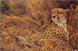 Robert Bateman - Cheetah with Cubs