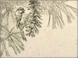 Robert Bateman - Chickadee on Pinecone Robert Bateman - Chickadee on Pinecone