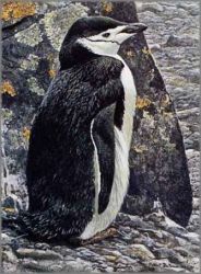 Robert Bateman - Chinstrap Penguin