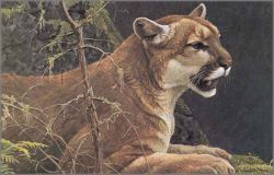 Robert Bateman - Cougar Portrait