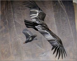 Robert Bateman - California Condors Robert Bateman - California Condors