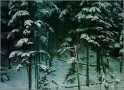 Robert Bateman - Descending Shadows - Timberwolves Robert Bateman - Descending Shadows - Timberwolves