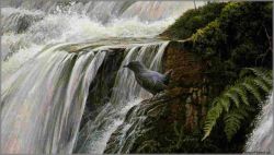 Robert Bateman - Dipper by the Waterfall