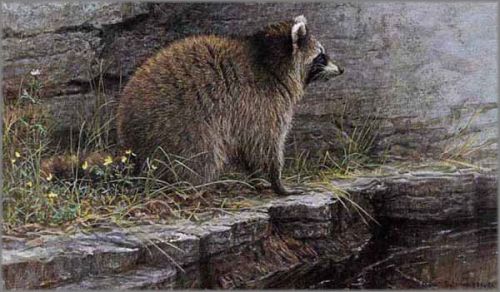 Robert Bateman - Distant Danger-Raccoon