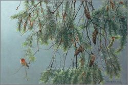Robert Bateman - Douglas Fir and Rufous Hummingbird