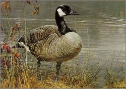 Robert Bateman - Pride of Autumn - Canada Goose