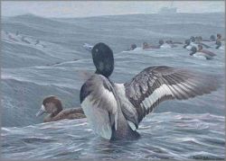 Robert Bateman - Rolling Waves - Greater Scaup
