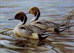Robert Bateman - Pintails in Spring