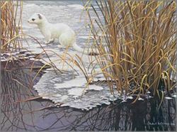 Robert Bateman - Edge of the Ice - Ermine