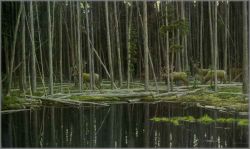 Robert Bateman - Elk at Yellowstone
