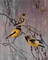 Robert Bateman - Evening Grosbeak Robert Bateman - Evening Grosbeak