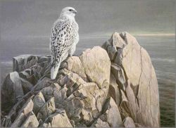 Robert Bateman - Evening Light - White Gyrfalcon
