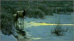 Robert Bateman - Evening Light - Elk Robert Bateman - Evening Light - Elk