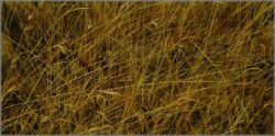Robert Bateman - Eyes in the Grass