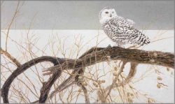 Robert Bateman - Fallen Willow - Snowy Owl Robert Bateman - Fallen Willow - Snowy Owl
