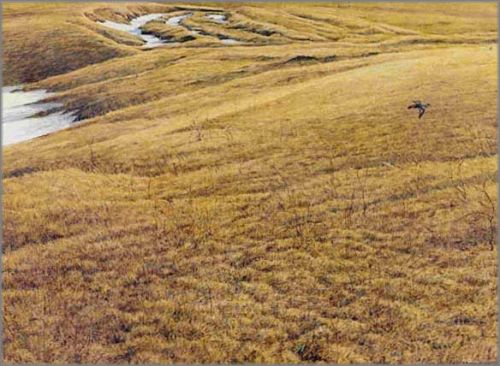 Robert Bateman - First Arrival - Killdeer