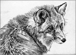 Robert Bateman - Fox