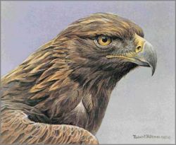 Robert Bateman - Golden Eagle Portrait Robert Bateman - Golden Eagle Portrait