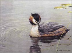 Robert Bateman - Great-Crested Grebe