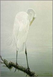 Robert Bateman - Great Egret Preening