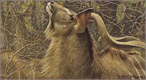 Robert Bateman - Greater Kudu Bull