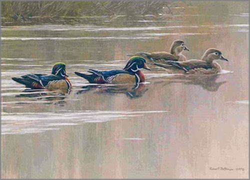 Robert Bateman - Hurricane Lake - Wood Ducks