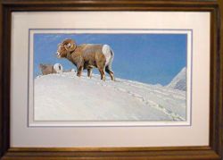 Robert Bateman - Last Look - Bighorn Sheep - framed Robert Bateman - Last Look - Bighorn Sheep - framed